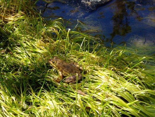 What do frogs contribute to flowering plants?